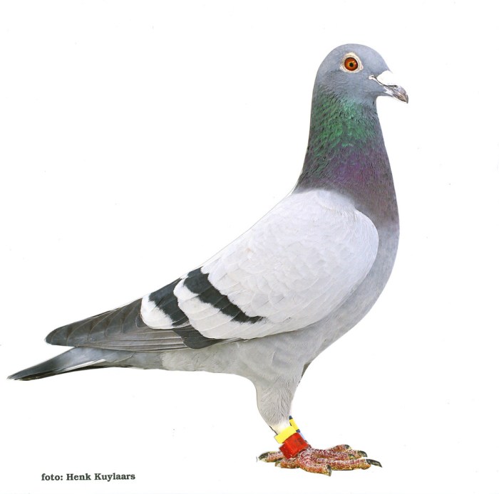 murphys law nl17-1279282